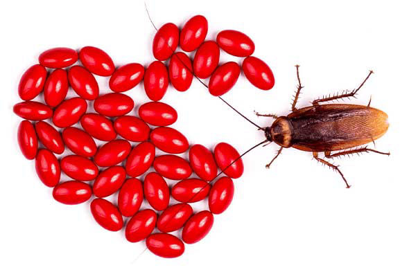 Attention aux cafards !