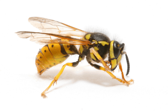 Les caractéristiques des Guêpes