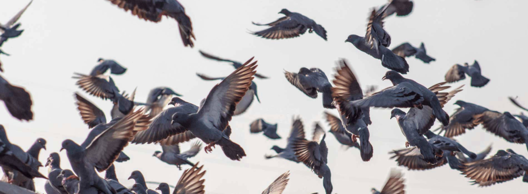 Pigeons 