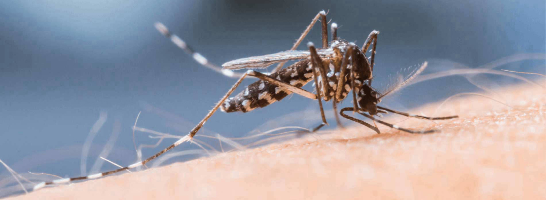 Moustiques