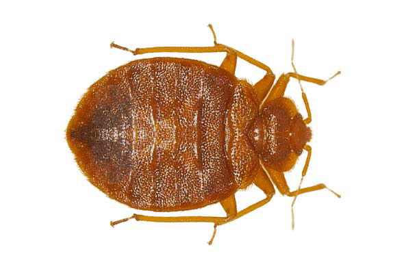 Les caractéristiques des Punaises de lits