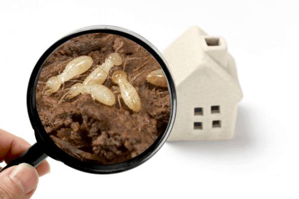 Termites : comment reconnaître une infestation ?