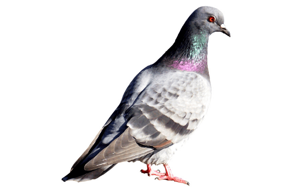 Les caractéristiques des Volatiles