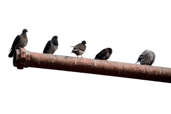 Volatiles : comment reconnaître une infestation ?